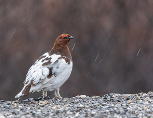 Willow Ptarmigan