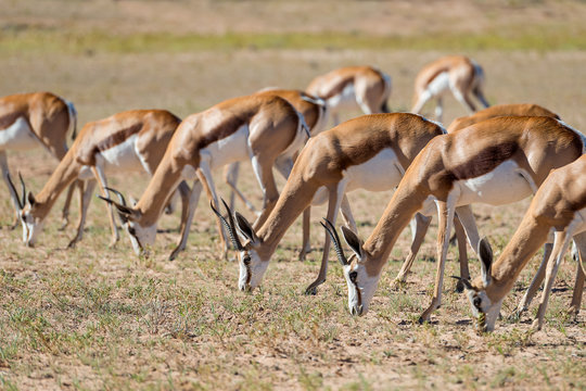 S&uuml;dafrika, Nordkap, Mier, Kgalagadi Transfrontier Park, Springbok Herde im Nationalpark