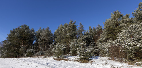 pine forest in winter