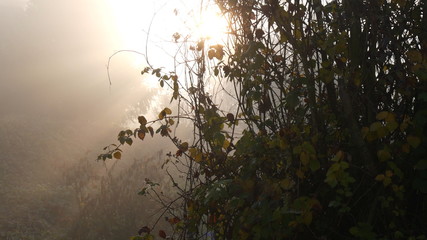 Il sole filtra nella nebbia in campagna