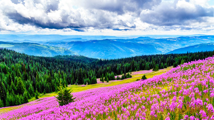 Hiking through alpine meadows covered in pink fireweed wildflowers in the high alpine near the village of Sun Peaks, in the Shuswap Highlands in central British Columbia Canada