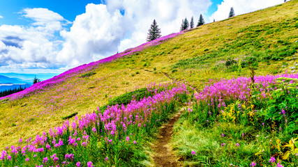 Obraz premium Hiking through alpine meadows covered in pink fireweed wildflowers in the high alpine near the village of Sun Peaks, in the Shuswap Highlands in central British Columbia Canada