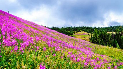 Hiking through alpine meadows covered in pink fireweed wildflowers in the high alpine near the village of Sun Peaks, in the Shuswap Highlands in central British Columbia Canada