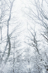Fototapeta na wymiar 雪の森林、冬の風景。