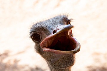 funny face of wide mouth ostrich