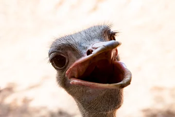 Tableaux ronds sur plexiglas Autruche funny face of wide mouth ostrich