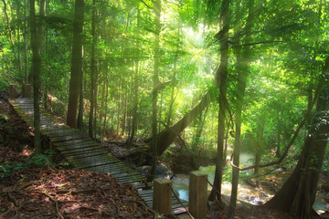 bridge in forest and sunray at Thailand