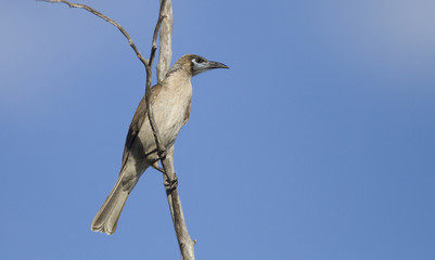 Little Friarbird with copy space
