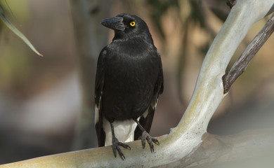 Pied Currawong on gum tree branch