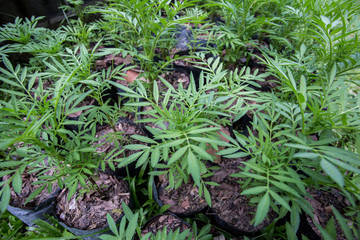 Close up Young plant growing over green background and morning sunlight environment
