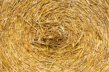 dry straw closeup