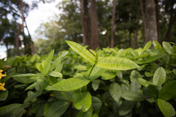 Close up Young plant growing over green background and morning sunlight environment
