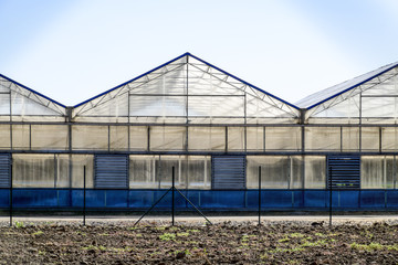 Polycarbonate greenhouses. Greenhouse complex. Greenhouses for growing vegetables under the closed ground