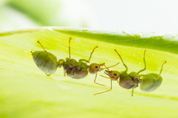 Red ant queen on green background