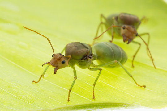 Red ant queen on green background