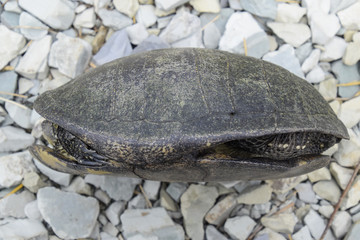 Ordinary river tortoise of temperate latitudes. The tortoise is an ancient reptile.