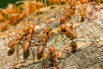 Red Ant action standing.