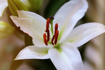 Lily flower closeup soft focus blur background