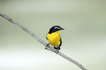 The yellow-rumped flycatcher, Korean flycatcher or tricolor flycatcher (Ficedula zanthopygia) is a species of flycatcher found in eastern Asia. A distinctive species with almost no look-alike other th