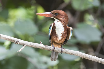 The white-throated kingfisher also known as the white-breasted kingfisher is a tree kingfisher, widely distributed in Asia from Turkey east through the Indian subcontinent to the Philippines.