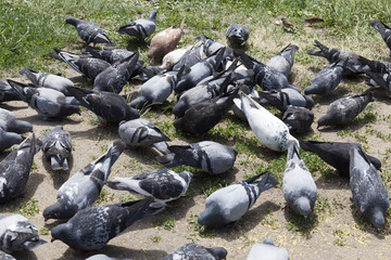 A lot of pigeons