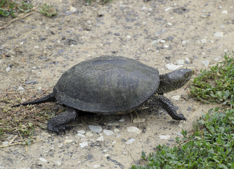 The tortoise crawls along the green grass. Ordinary river tortoise of temperate latitudes. The tortoise is an ancient reptile.