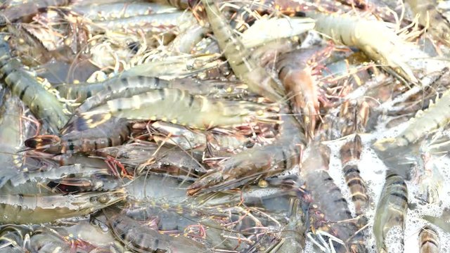 Harvesting alive tiger prawns from commercial prawn farm
