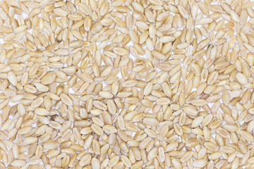 Barley