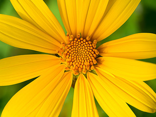 Close up of Tree marigold