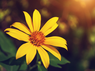 Close up of Tree marigold
