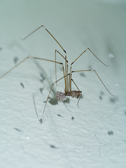 House spider long legs with eggs.