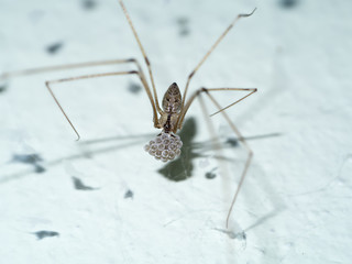 House spider long legs with eggs.
