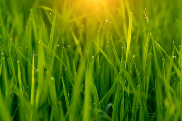 Fresh green leaves of rice plant with drop dew and light.