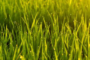 Fresh green leaves of rice plant with drop dew and light.