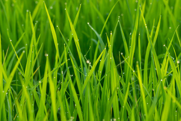 Fresh green leaves of rice plant with drop dew and light.