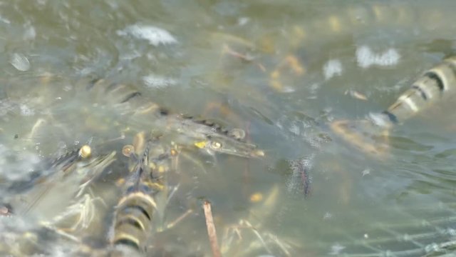 Harvesting alive tiger prawns from commercial prawn farm
