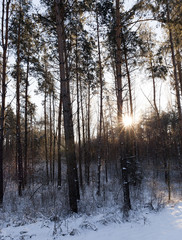 Winter forest