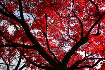 Fall of ancient capital of Japan