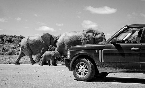 Elephants with a baby elephant share a road with a car in Africa. Old retro photo. Wildlife. Elephant family. Amazing image. Wild animals in National Parks. African safari. Black White photography