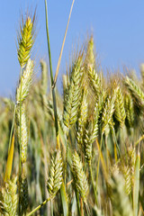 Fototapeta premium ears of rye in the Agricultural field