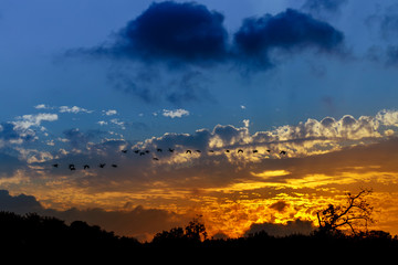 Fototapeta premium Silhouette of birds flying pass sunset and orange sky