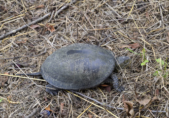 The turtle crawls on dry grass. Ordinary river tortoise of temperate latitudes. The tortoise is an ancient reptile.