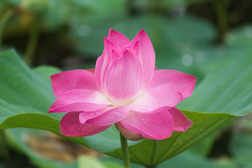 Fototapeta premium Beautiful pink lotus flower