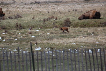 Baby Bison