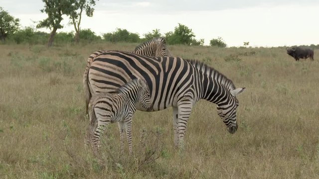 Plains Zebra (Equus quagga burchellii )  foal with mare and juvenile beside, Buffalo in the background