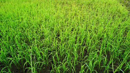 Rice paddy fields 