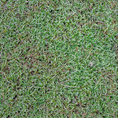 Seamless moss texture