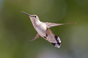 Fototapeta na wymiar Female Ruby-Throated Hummingbird