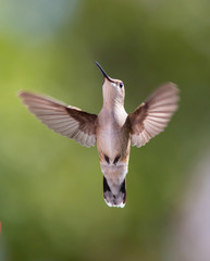 Female Ruby-Throated Hummingbird
