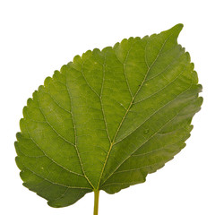 leaves
